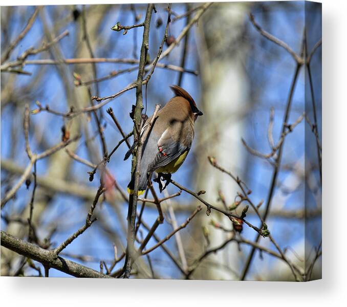  Canvas Print featuring the photograph Cedar Waxwing 4 by David Armstrong