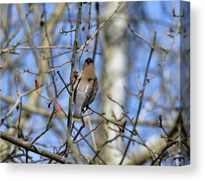  Canvas Print featuring the photograph Cedar Waxwing 5 by David Armstrong