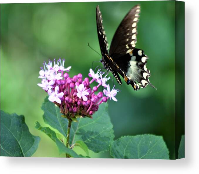 Clerodendron Flower And A Black Swallowtail Canvas Print featuring the photograph Clerodendron Flower and a Black Swallowtail by Warren Thompson