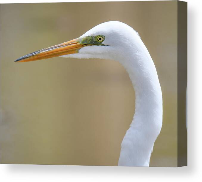 Egret Canvas Print featuring the photograph Close up Egret by Michelle Wittensoldner