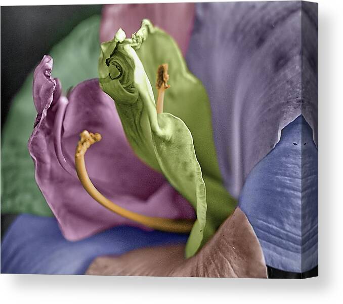 Lily Canvas Print featuring the photograph Colored LIly 3 by M Kathleen Warren