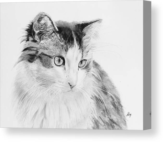 Cat Canvas Print featuring the drawing Cordova by Gigi Dequanne