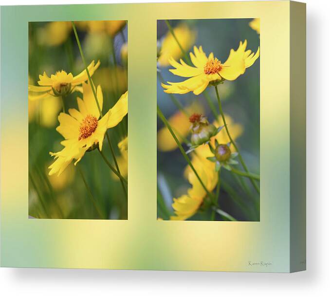 Coriopsis Canvas Print featuring the photograph Coriopsis by Phil And Karen Rispin