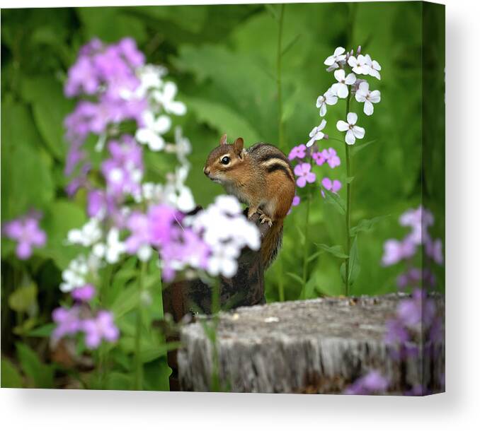 Rhododendron Canvas Print featuring the photograph Cornell Botanic Garden Curious Chipmunk by Mindy Musick King