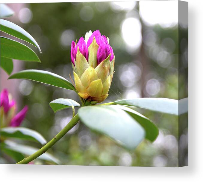 Rhododendron Canvas Print featuring the photograph Cornell Botanic Gardens #5 by Mindy Musick King