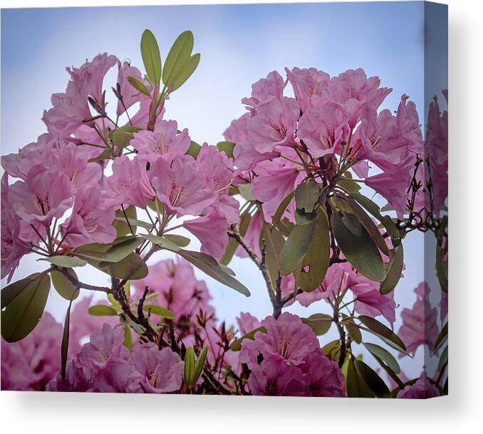 Rhododendron Canvas Print featuring the photograph Cornell Botanic Gardens #6 by Mindy Musick King