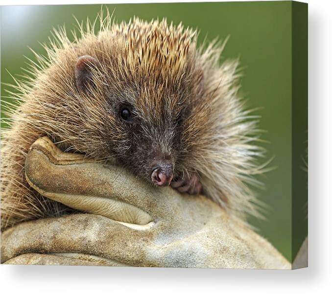 People Canvas Print featuring the photograph Cute hedgehog by Louise Heusinkveld