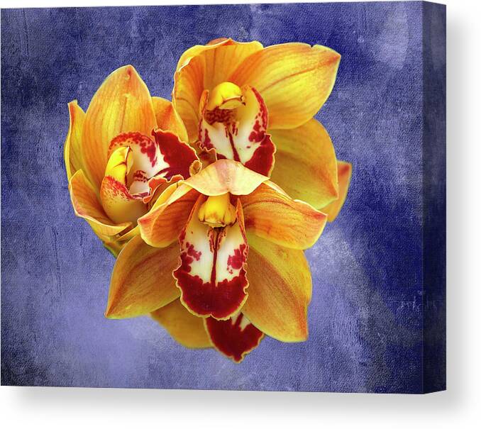 Cymbidium Orchids Canvas Print featuring the photograph Cymbidium Orchids by Cate Franklyn