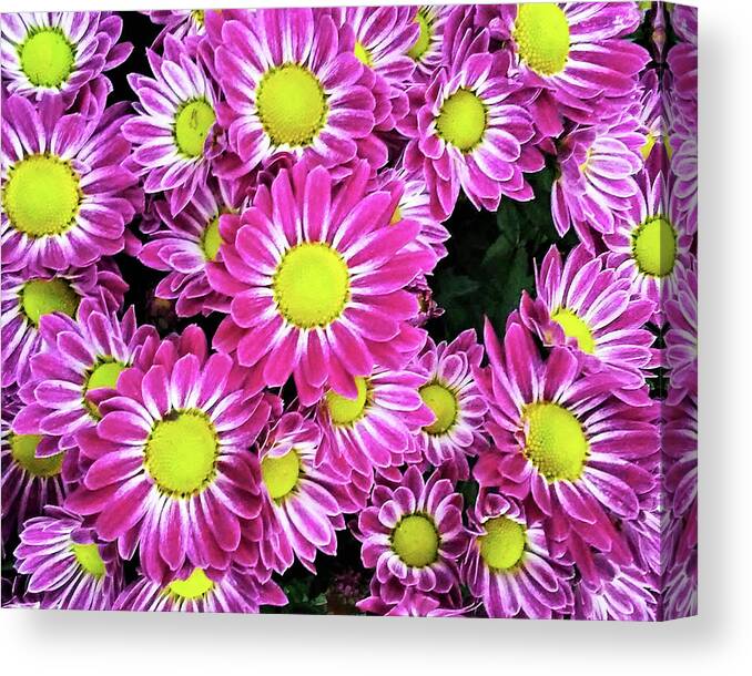 Daisies Canvas Print featuring the photograph Daisies 2020 by Andrew Lawrence
