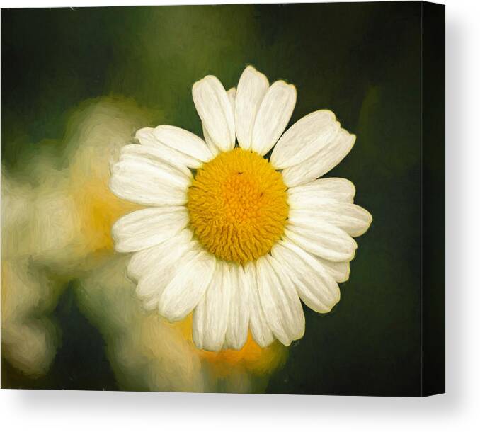Daisy Canvas Print featuring the photograph Daisy Close Up 2 by Lindsay Thomson