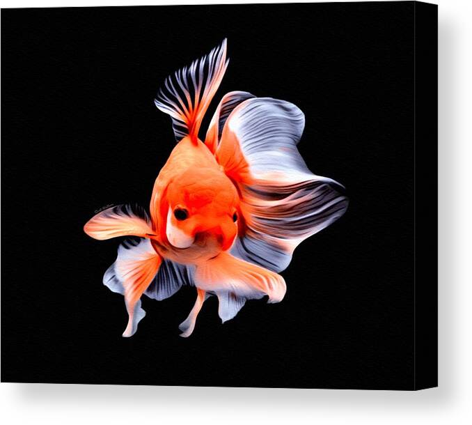 Dark Orange Lionhead Goldfish On Black Background Canvas Print