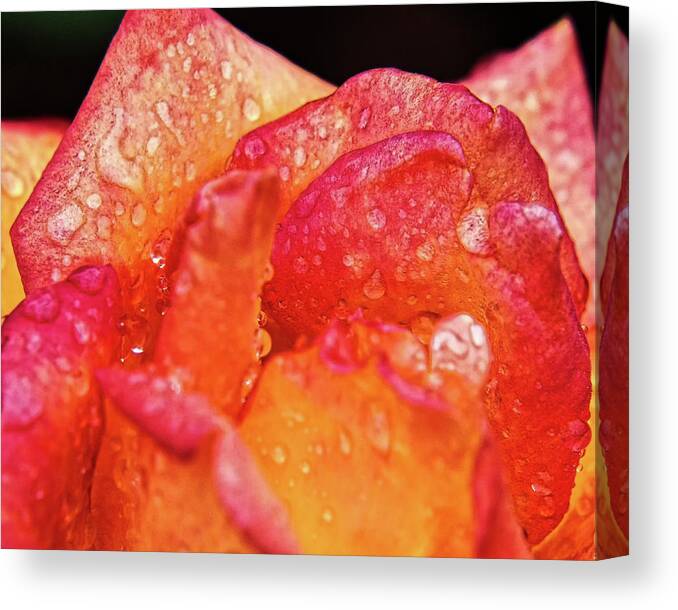 Dew Canvas Print featuring the photograph Dew on the Rose by Scott Olsen