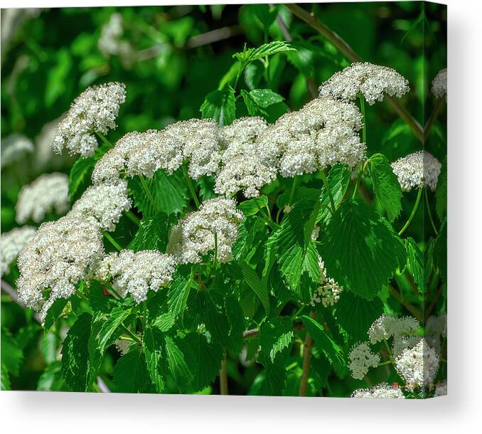 Moschatel Or Viburnum Family Canvas Print featuring the photograph Downy Arrowwood DFL1161 by Gerry Gantt