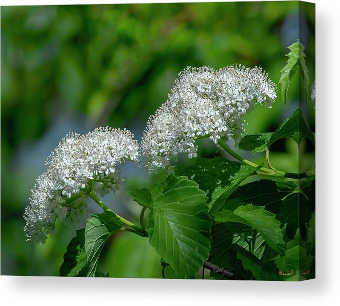 Moschatel Or Viburnum Family Canvas Print featuring the photograph Downy Arrowwood DFL1162 by Gerry Gantt