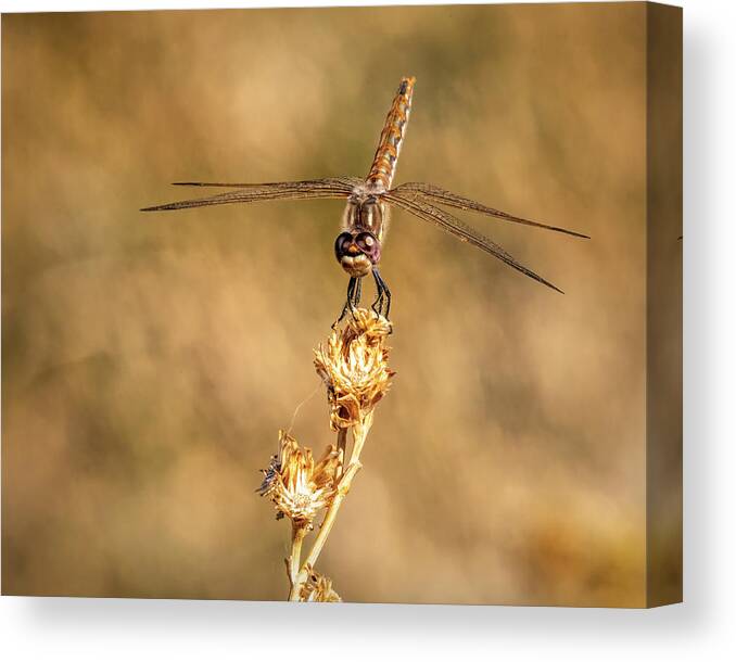 Dragonfly Canvas Print featuring the photograph Dragonfly 2 by James Sage