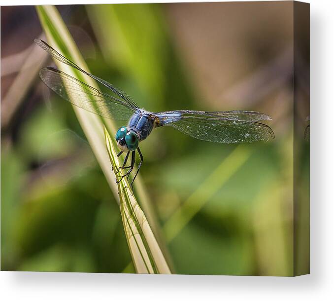 Mark Mille Canvas Print featuring the photograph Dragonfly by Mark Mille