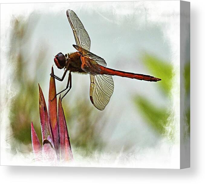 Dragonfly Canvas Print featuring the photograph Dragonfly with vignette by Bill Barber