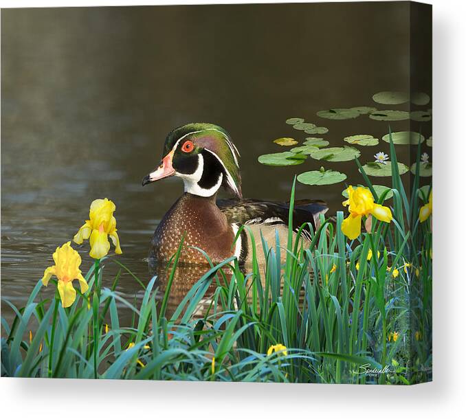 Duck Canvas Print featuring the digital art Drake Wood Duck and Iris by M Spadecaller
