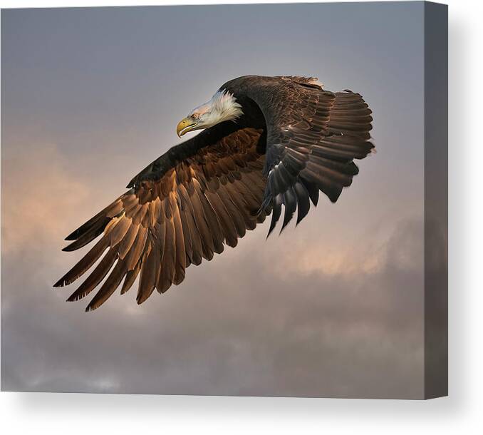 Bald Eagle Canvas Print featuring the photograph Eagle at Dawn by Dawn Key