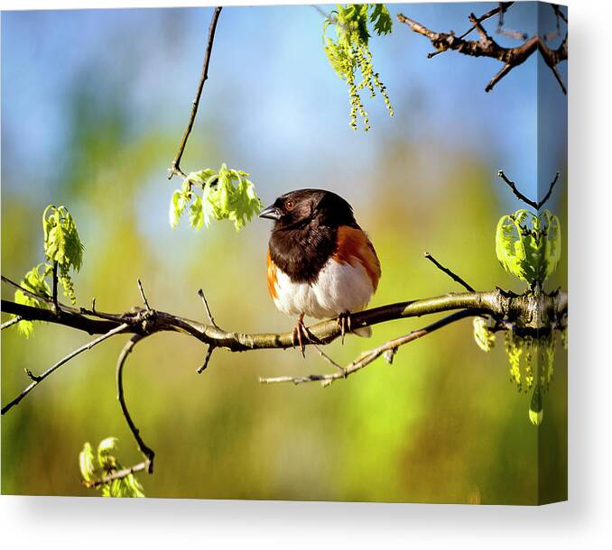 Birds Canvas Print featuring the photograph Eastern Towhee by Al Mueller