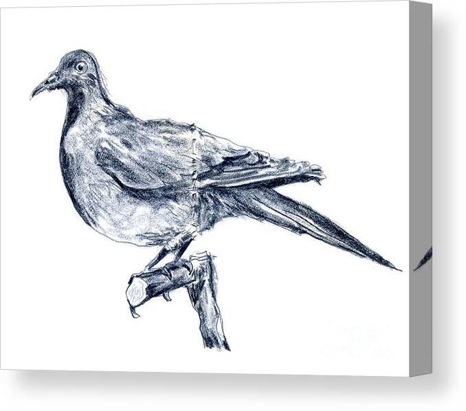 Drawing Canvas Print featuring the drawing Ectopistes migratorius Passenger Pigeon Bird Drawing by Frank Ramspott