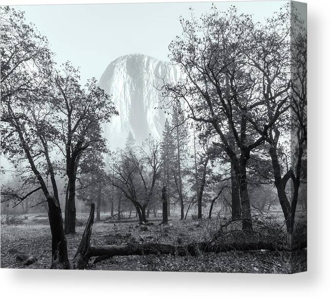 Yosemite National Park Canvas Print featuring the photograph El Capitan Behind Trees Bw by Jonathan Nguyen