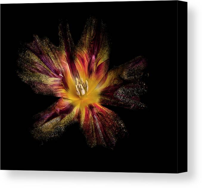 Flower Canvas Print featuring the photograph Exploding Tulip by Lori Hutchison