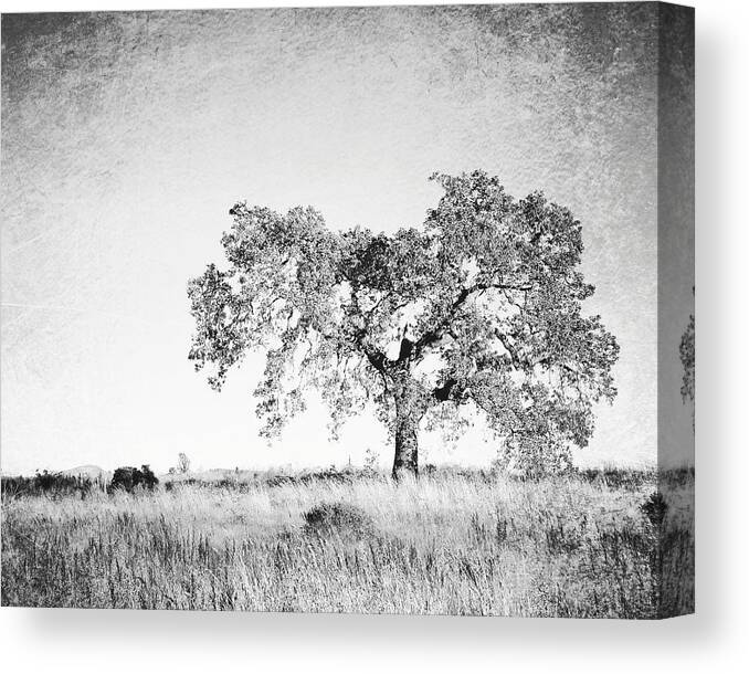 Oak Tree Canvas Print featuring the photograph Faded Oak by Lupen Grainne