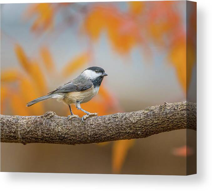 Chickadee Canvas Print featuring the photograph Fall Chickadee by David Downs