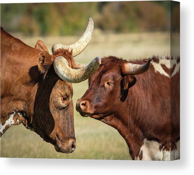 Longhorn Canvas Print featuring the photograph Father and Son by Laura Hedien