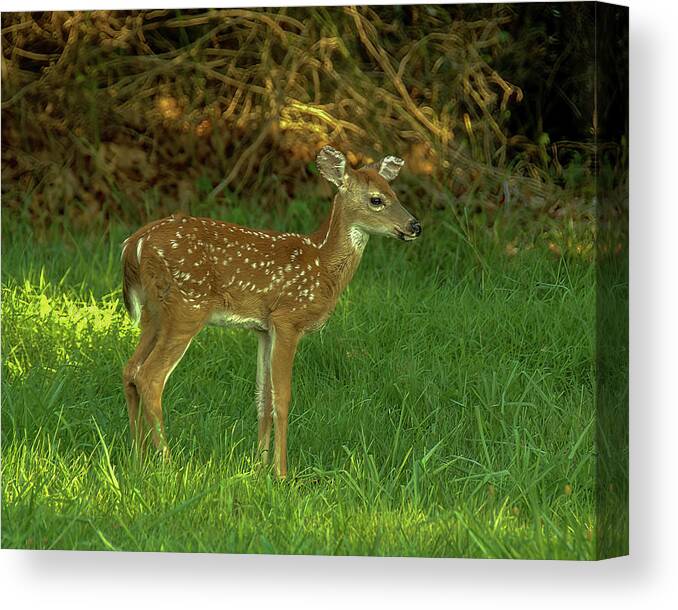 Wildlife Canvas Print featuring the photograph Fawn by Cathy Kovarik