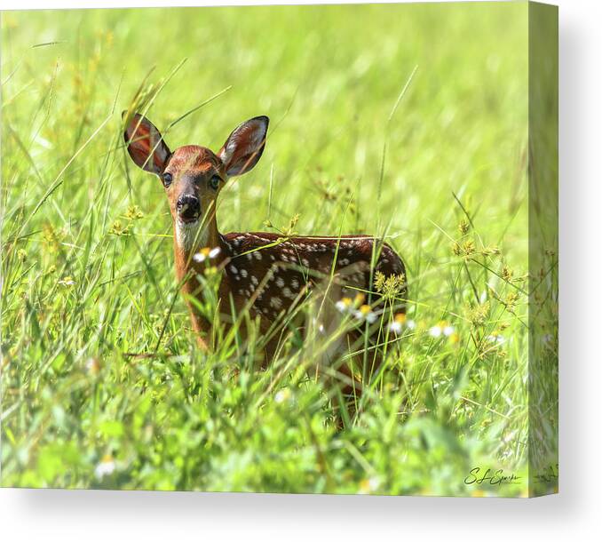 Fawn Canvas Print featuring the photograph Fawn In Sunny Grass by Steven Sparks