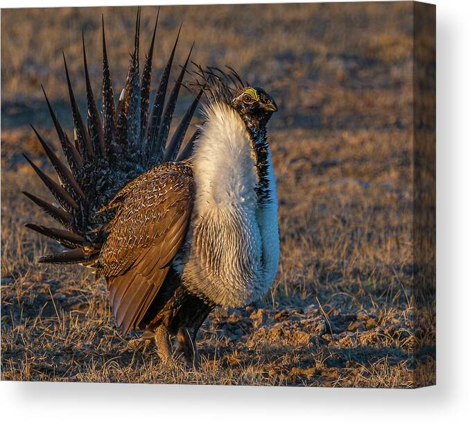 Sage Grouse Canvas Print featuring the photograph Feels Like Dancing by Yeates Photography