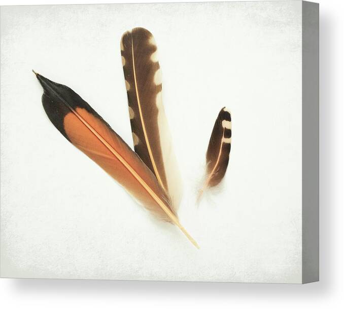 Flicker Feathers Canvas Print featuring the photograph Flicker Family by Lupen Grainne