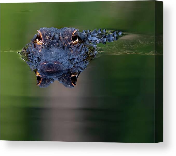Aligator Canvas Print featuring the photograph Florida Gator 5 by Larry Marshall