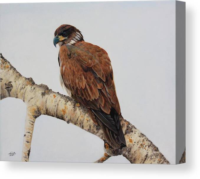 Juvenile Bald Eagle Canvas Print featuring the painting Focused by Tammy Taylor