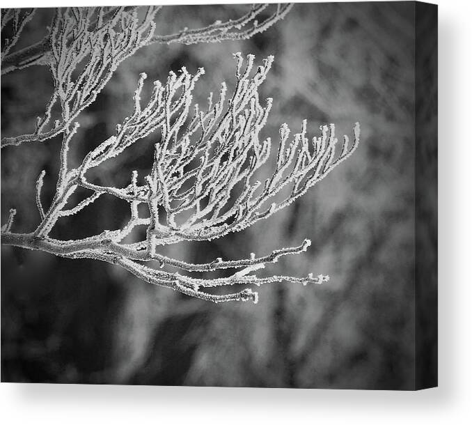 Freezing Canvas Print featuring the photograph Freezing Fog by Joy Buckels