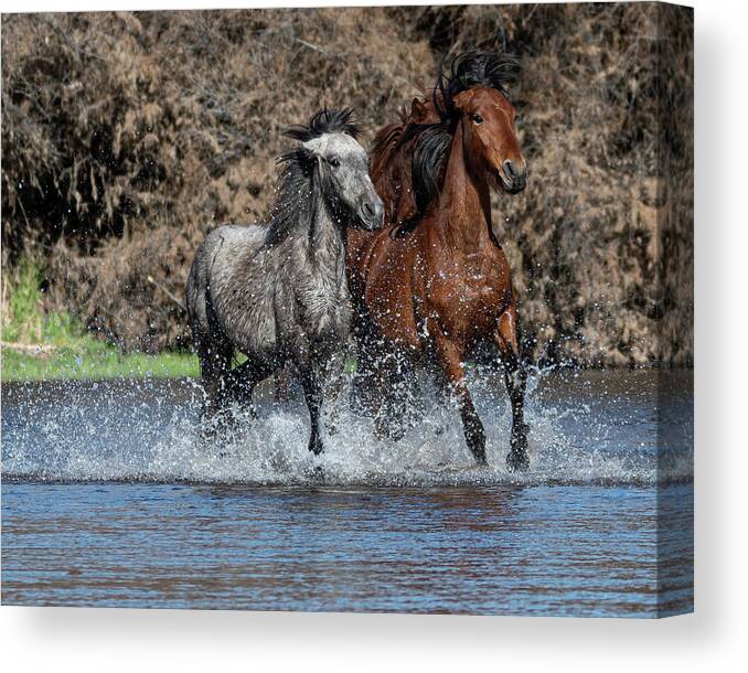 Wild Horses Canvas Print featuring the photograph Full Speed by Mary Hone