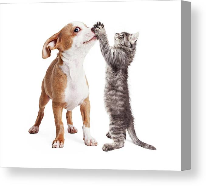 Adorable Canvas Print featuring the photograph Funny Puppy and Kitten Playing by Good Focused