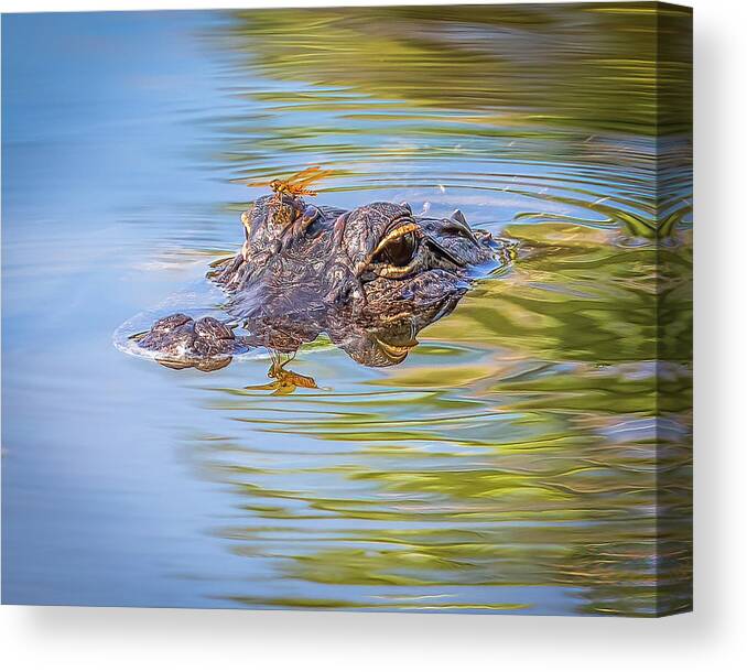 Myeress Canvas Print featuring the photograph Gator with dragonfly on eye by Joe Myeress