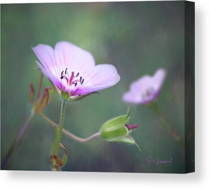 Abstract Canvas Print featuring the photograph Geranium with textured background by Sue Leonard