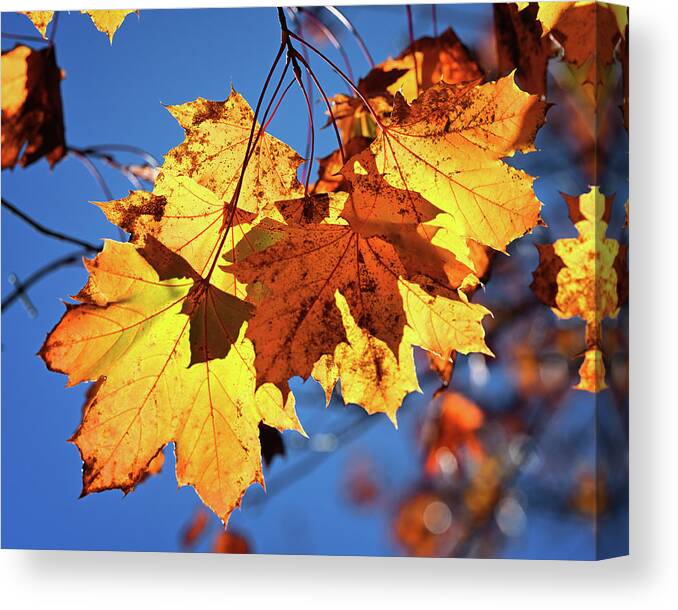 Maple Canvas Print featuring the photograph Glowing Maple by Steven Nelson