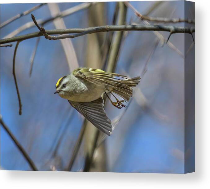 Golden-crowned Kinglet Canvas Print featuring the photograph Golden Crowned Kinglet In Flight by Lara Ellis