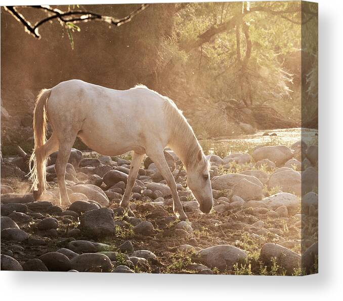 Horse Canvas Print featuring the photograph Golden Hour by Carmen Kern