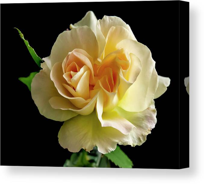 Flower Canvas Print featuring the photograph Golden Rose by Cathy Kovarik