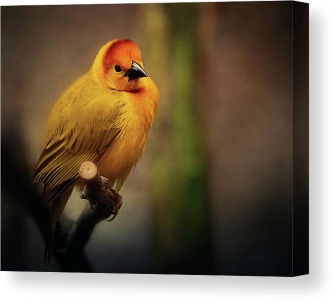 Yellow Canvas Print featuring the photograph Golden Weaver by Maria Angelica Maira