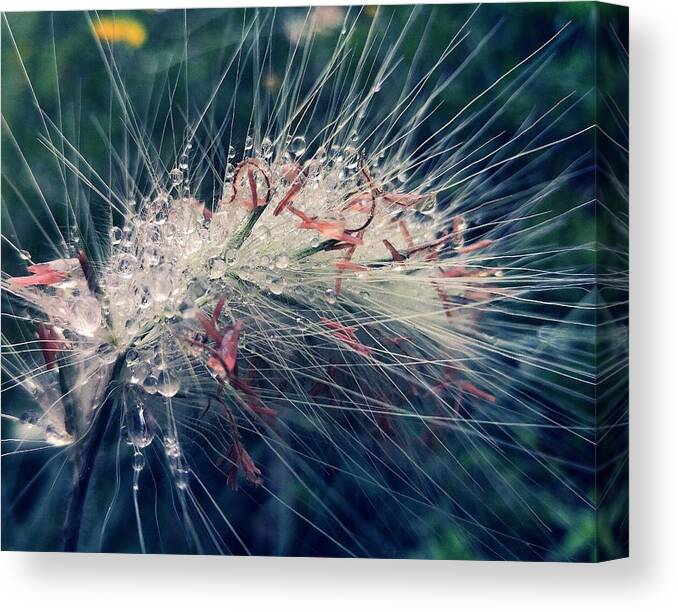 Nature Canvas Print featuring the photograph Gotas y espinas by Make HERNANDEZ