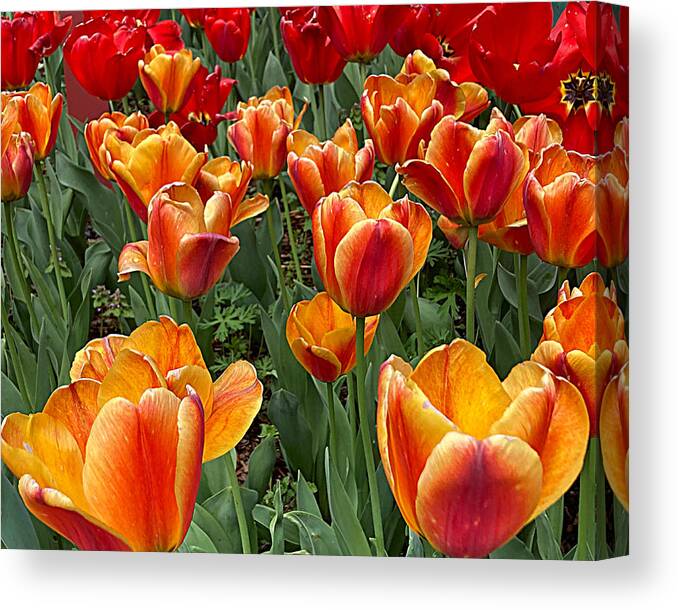 Flower Canvas Print featuring the photograph Grand Tulips by Lee Darnell