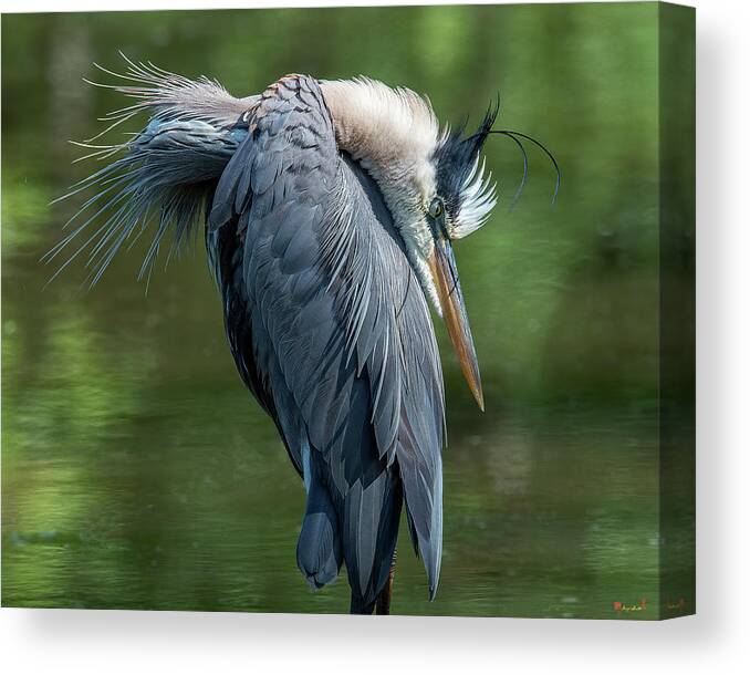 Nature Canvas Print featuring the photograph Great Blue Heron Preening DMSB0155 by Gerry Gantt