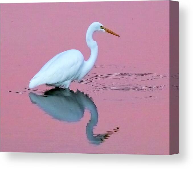  Canvas Print featuring the photograph Great Egret at Sunset #1 by Carla Brennan